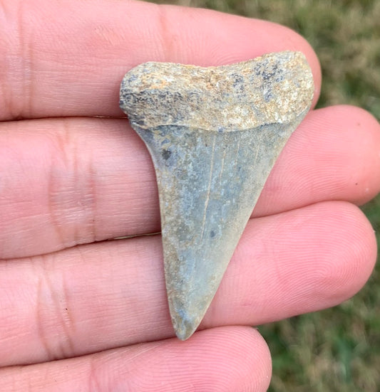 1.74” Carcharodon hastalis