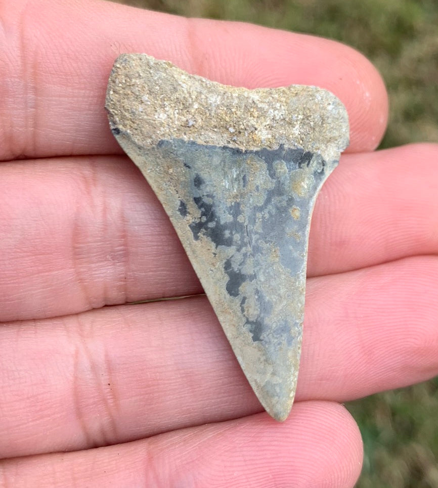 1.74” Carcharodon hastalis