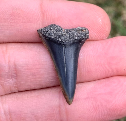 1.13” Carcharodon hastalis