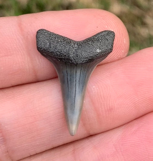 1.05” Carcharodon hastalis