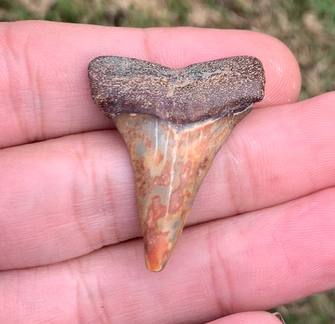 Fossil Carcharodon hastalis