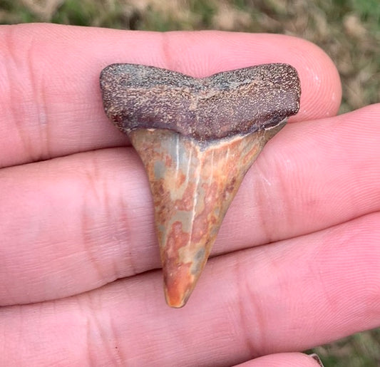 Fossil Carcharodon hastalis