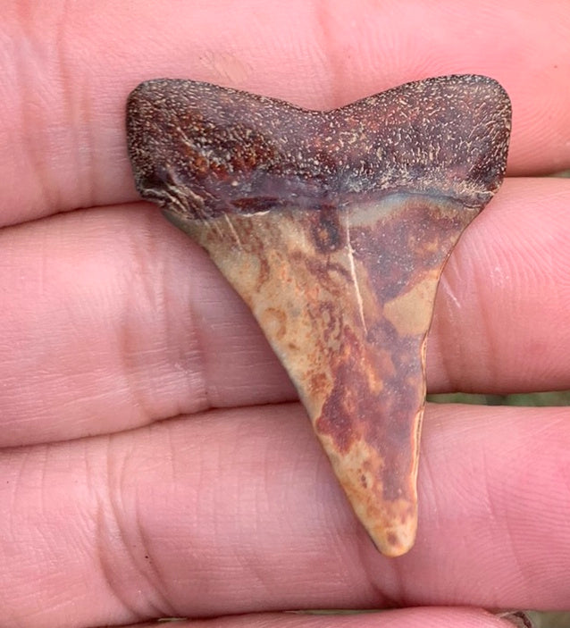 Fossil Carcharodon hastalis