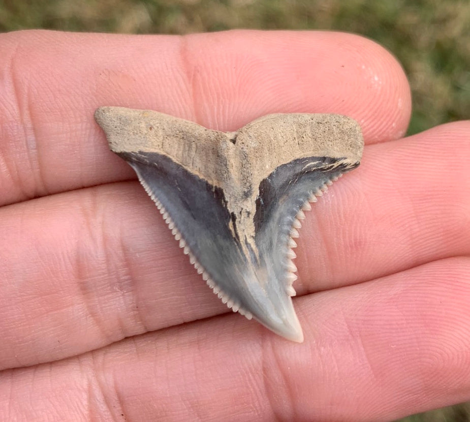 1.34"Hemipristis serra - Virginia