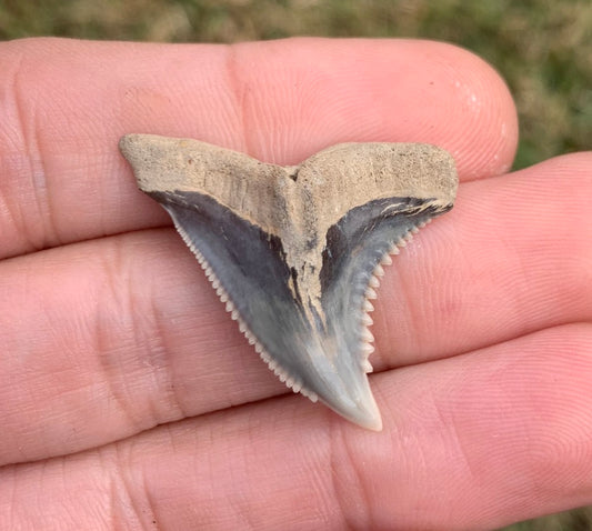 1.34"Hemipristis serra - Virginia