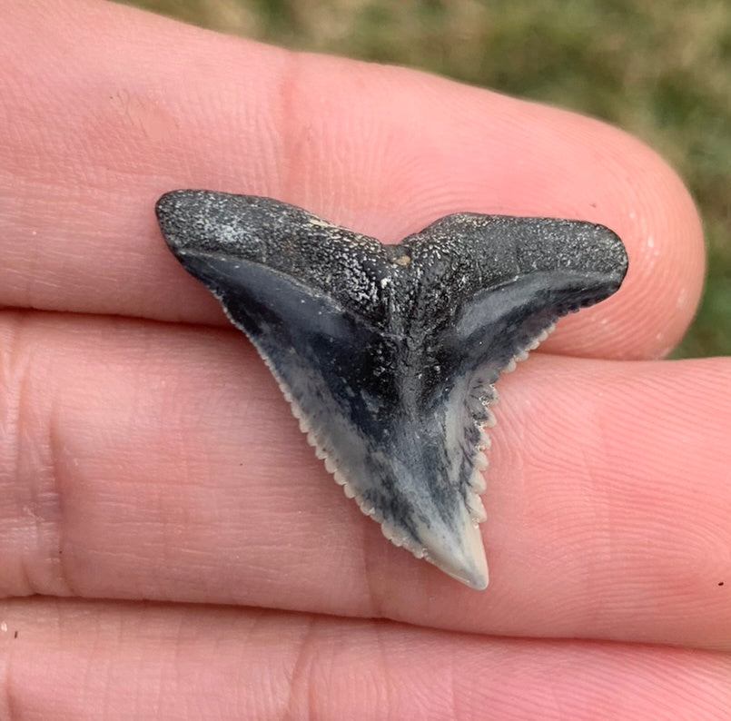 1.09" Hemipristis serra - Virginia