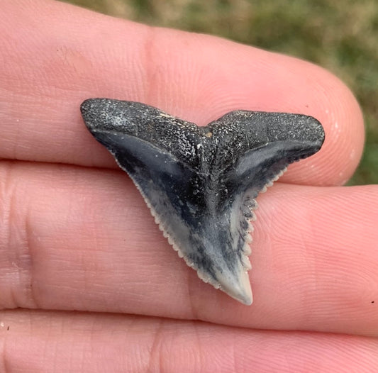 1.09" Hemipristis serra - Virginia