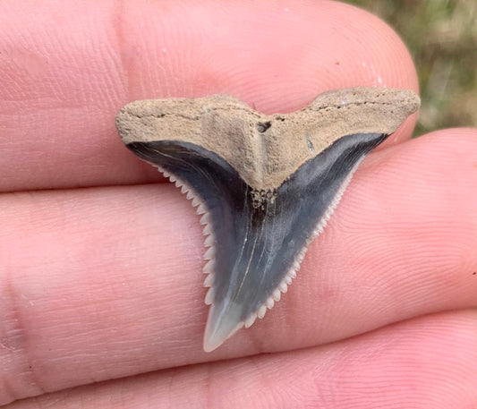 1.1" Hemipristis serra - Virginia