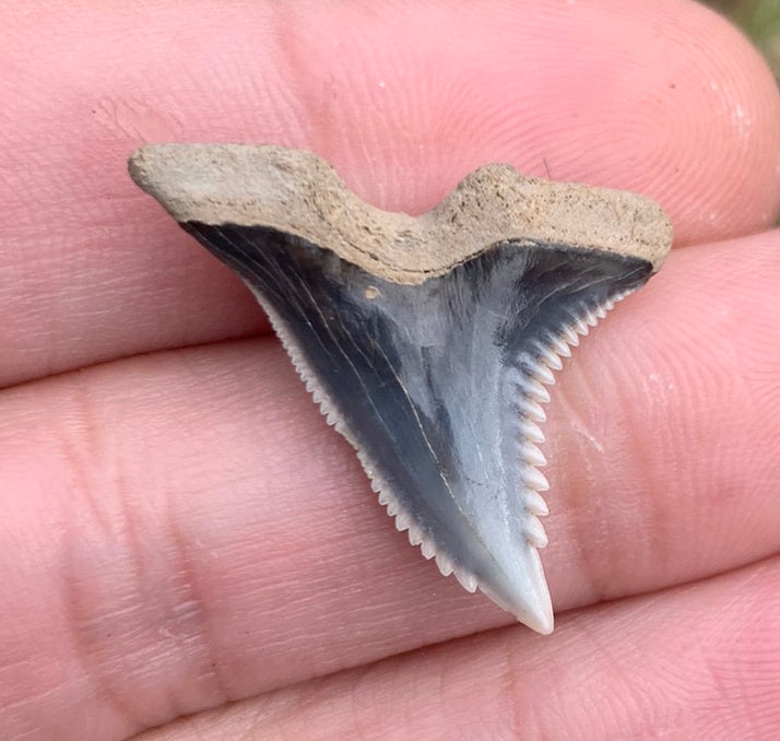 1.1" Hemipristis serra - Virginia