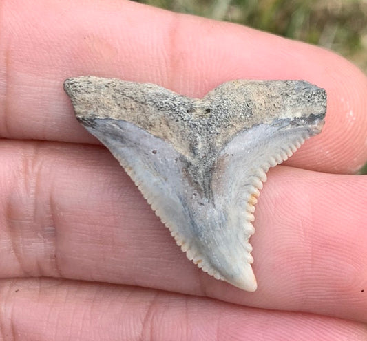 1.24" Hemipristis serra - Virginia