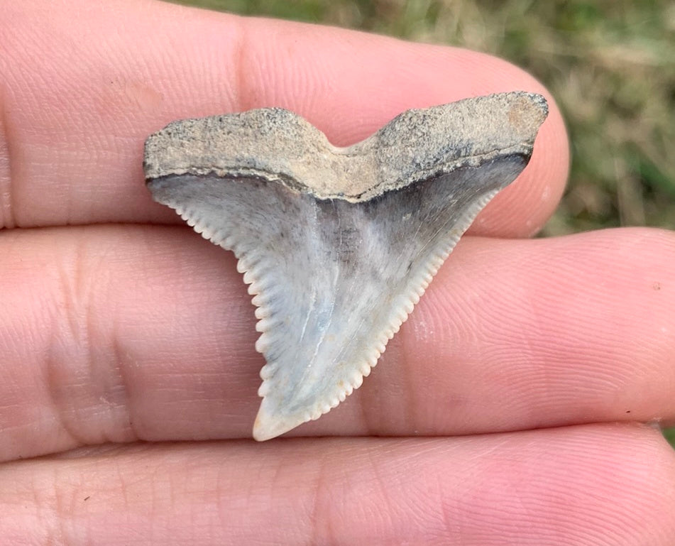 1.24" Hemipristis serra - Virginia