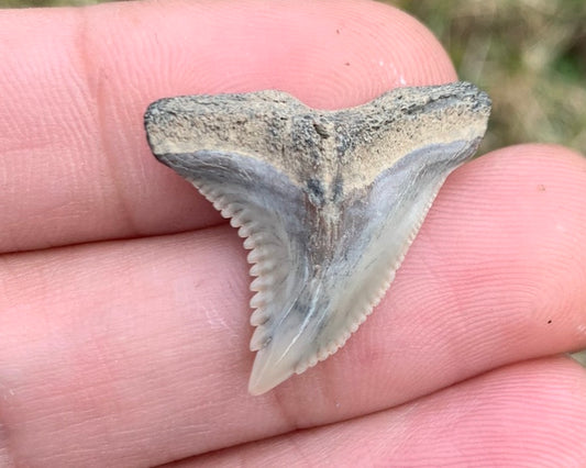 1.05" Hemipristis serra - Virginia