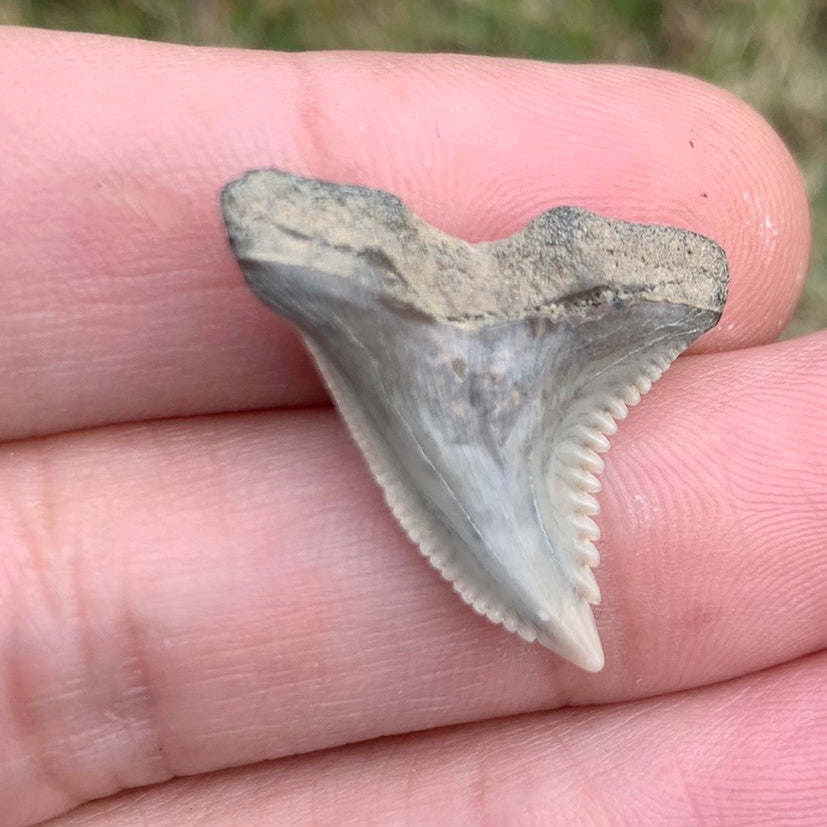 1.05" Hemipristis serra - Virginia