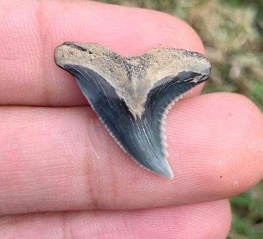 1" Hemipristis serra - Virginia