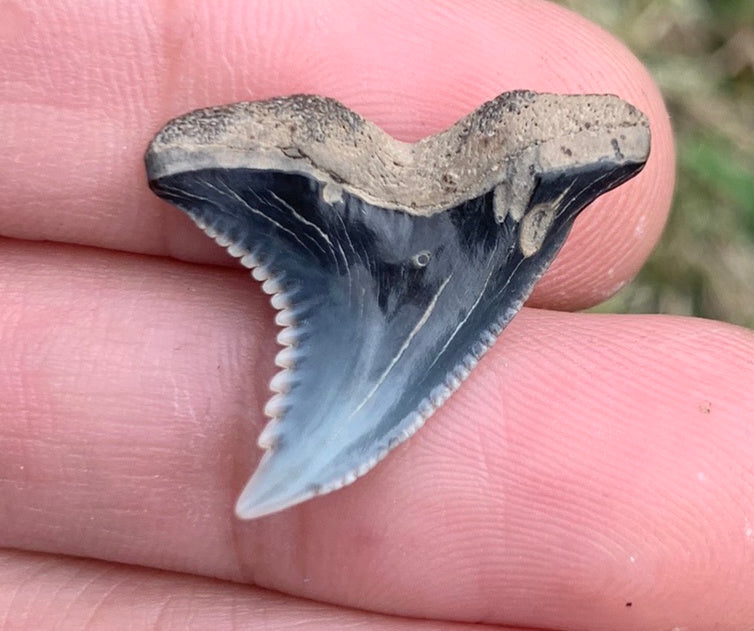 1" Hemipristis serra - Virginia