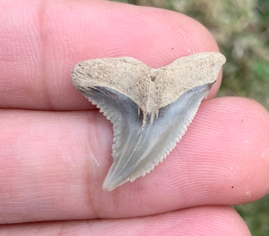 .98" Hemipristis serra - Virginia