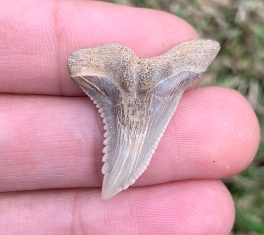 1.27" Hemipristis serra - Virginia