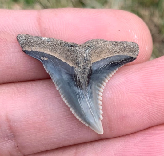 1.14" Hemipristis serra - Virginia