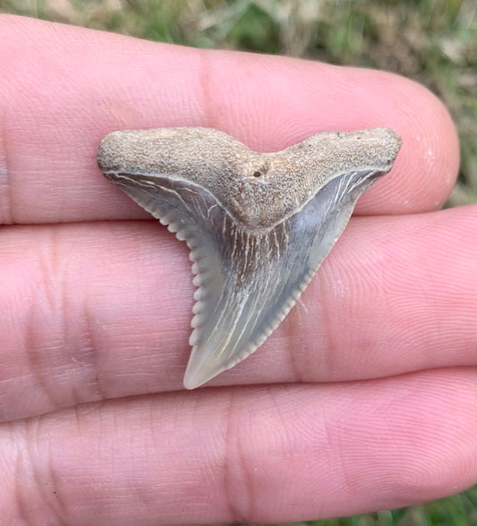 1.2" Hemipristis serra - Virginia