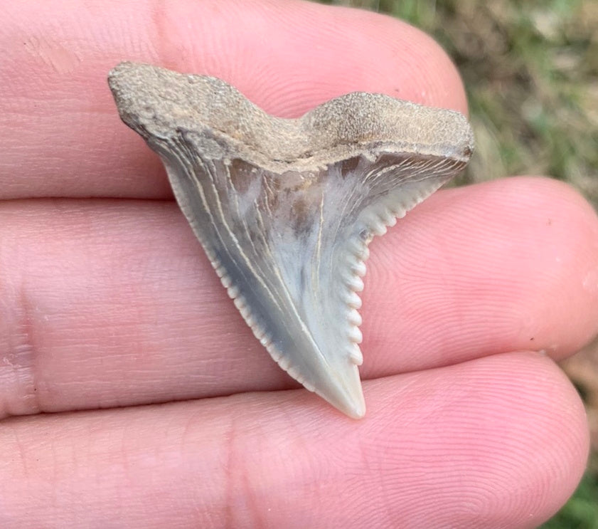 1.2" Hemipristis serra - Virginia