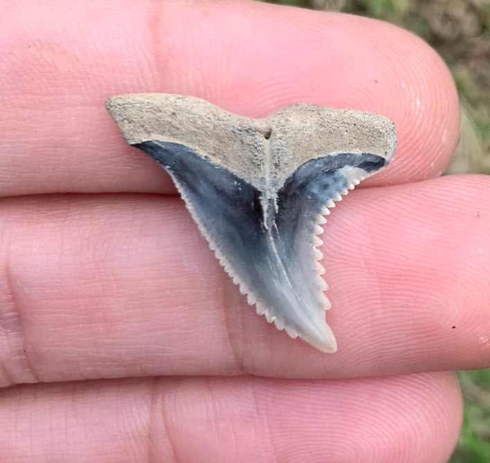 1.07" Hemipristis serra - Virginia