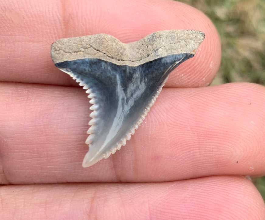 1.07" Hemipristis serra - Virginia