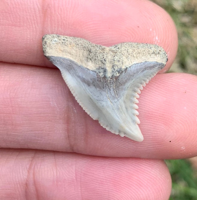 1.02" Hemipristis serra - Virginia