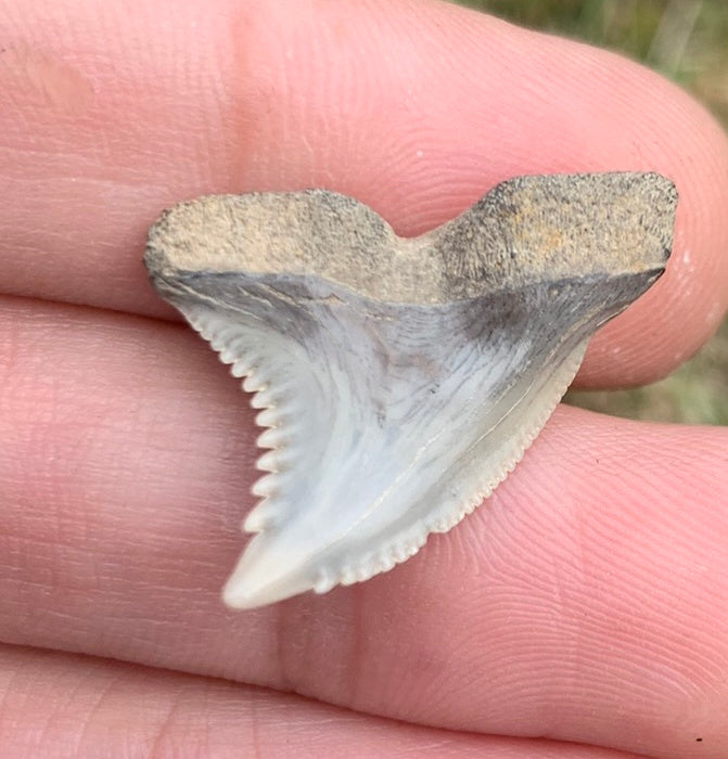 1.02" Hemipristis serra - Virginia