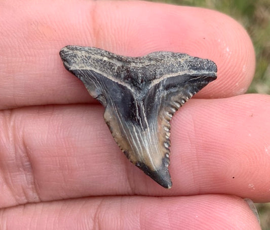 1.1" Hemipristis serra - Virginia