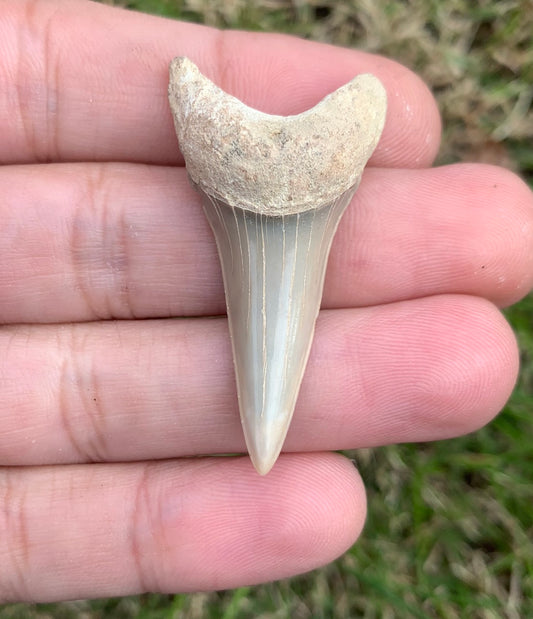 1.8” Carcharodon hastalis