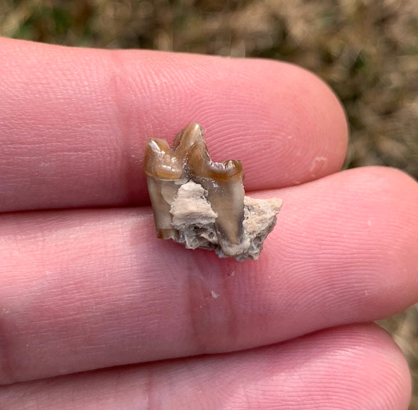 Fossil Dog Jaw, Hesperocyon, Nebraska