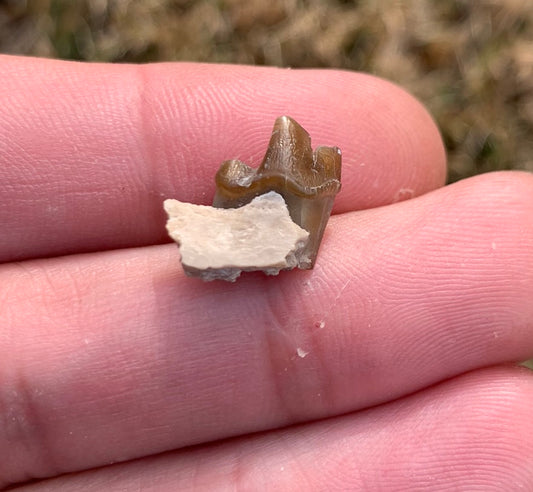 Fossil Dog Jaw, Hesperocyon, Nebraska