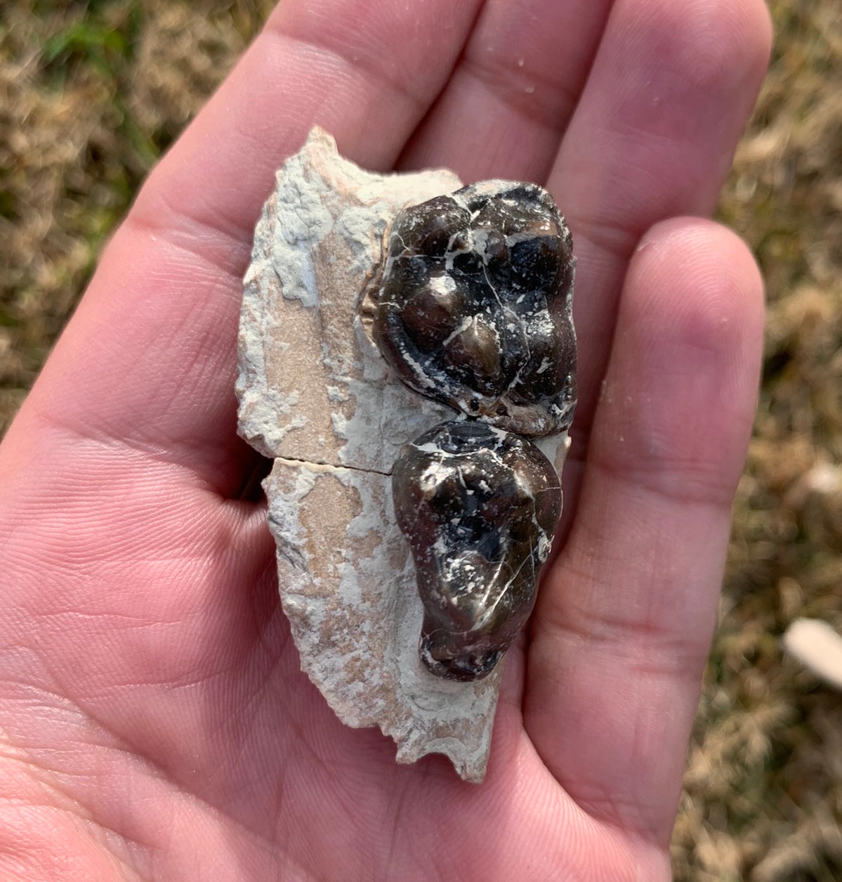 Archaeotheroum Fossil Upper Palate Section, Hell Pig, White River