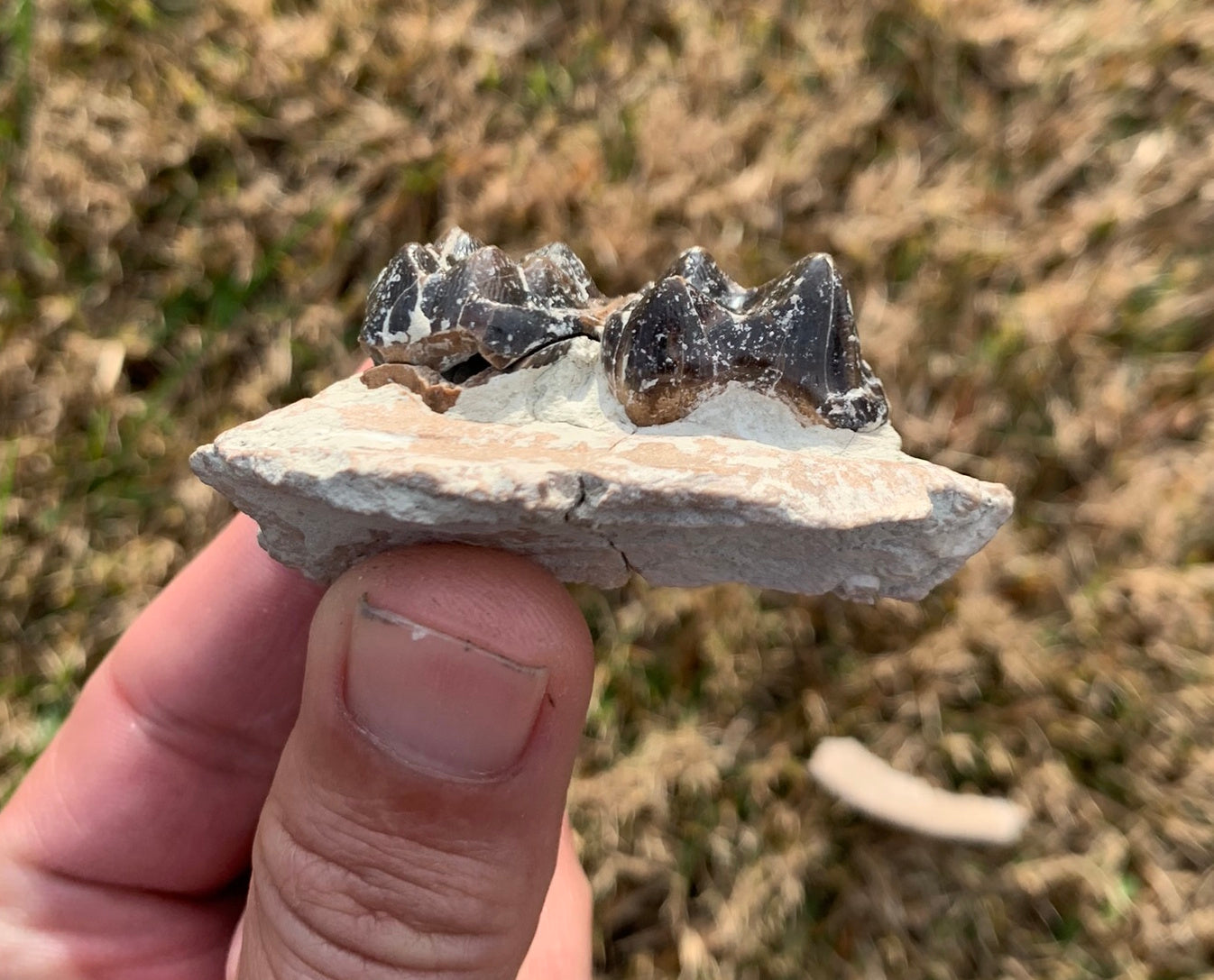 Archaeotheroum Fossil Upper Palate Section, Hell Pig, White River