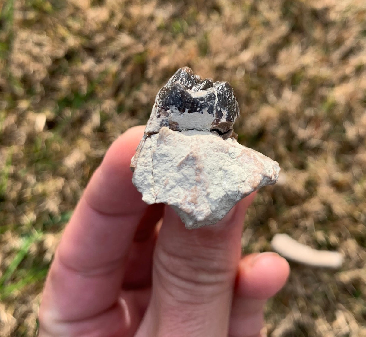 Archaeotheroum Fossil Upper Palate Section, Hell Pig, White River
