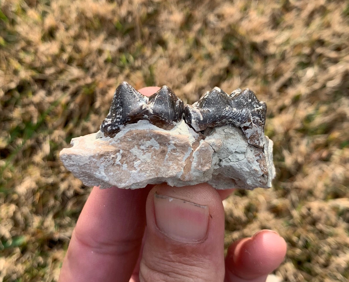Archaeotheroum Fossil Upper Palate Section, Hell Pig, White River