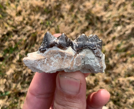 Archaeotheroum Fossil Upper Palate Section, Hell Pig, White River