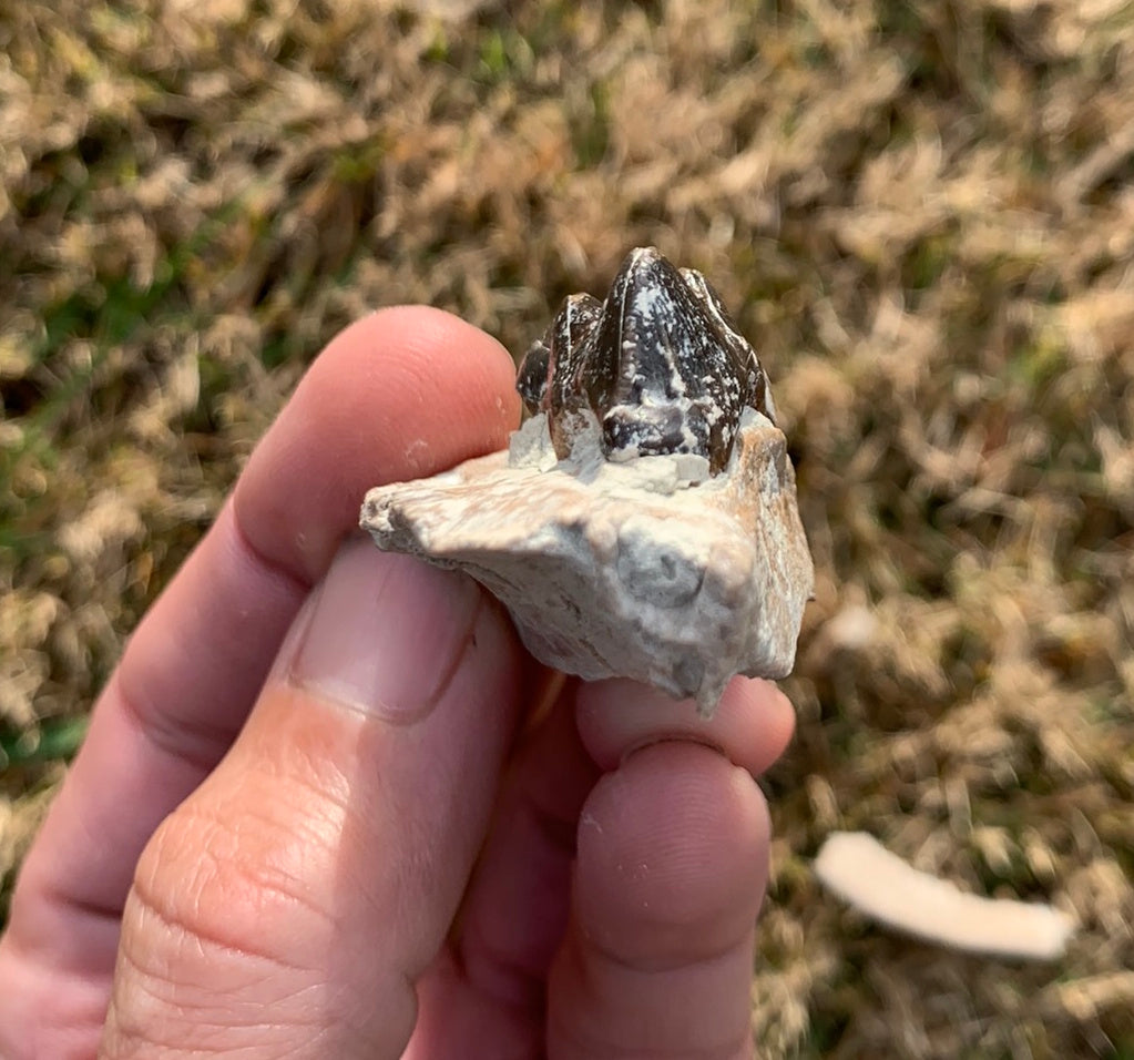 Archaeotheroum Fossil Upper Palate Section, Hell Pig, White River