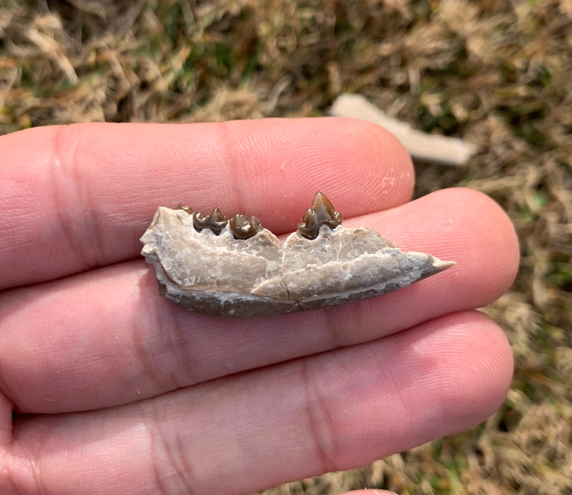 Fossil Dog Jaw, Hesperocyon, Nebraska