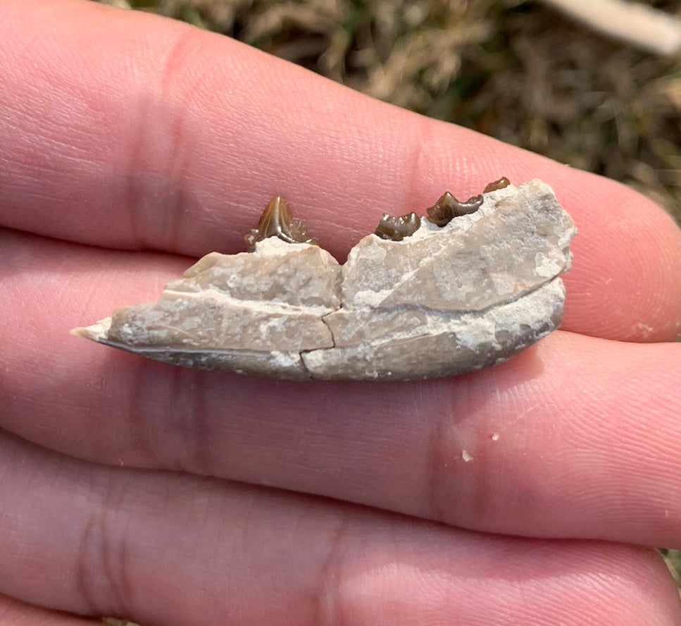 Fossil Dog Jaw, Hesperocyon, Nebraska