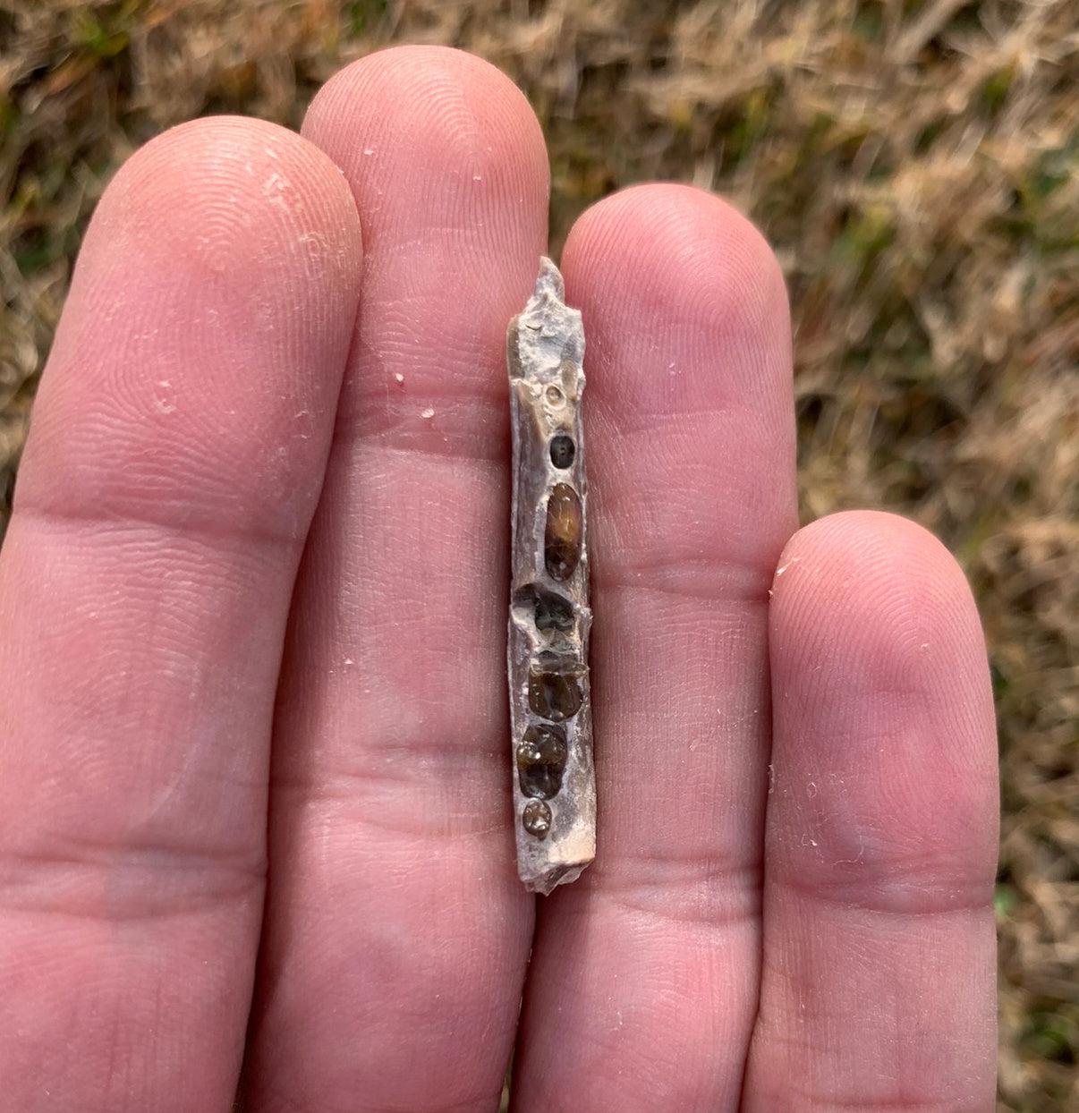 Fossil Dog Jaw, Hesperocyon, Nebraska