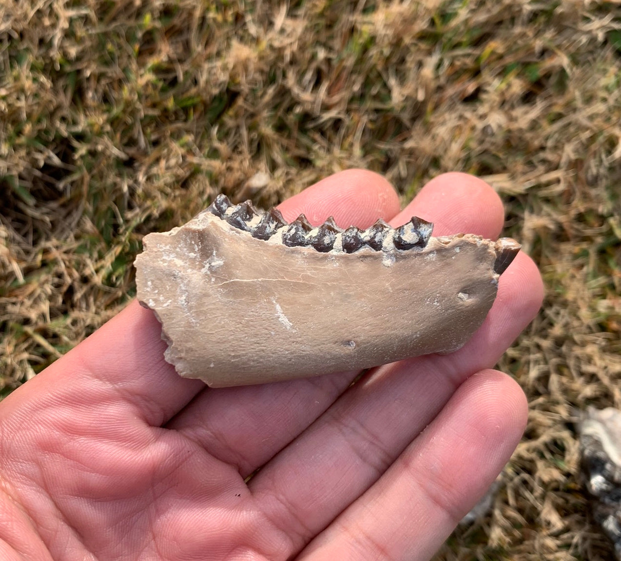 Fossil Oreodont Jaw