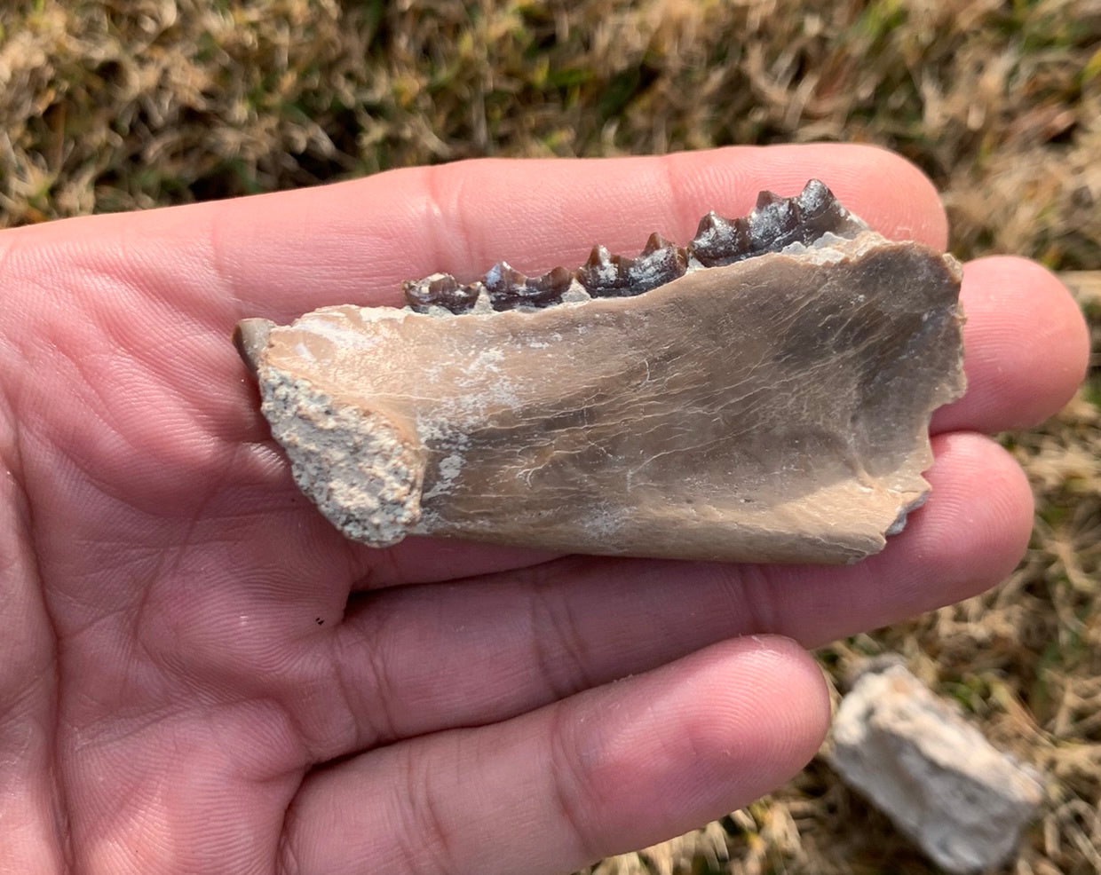 Fossil Oreodont Jaw
