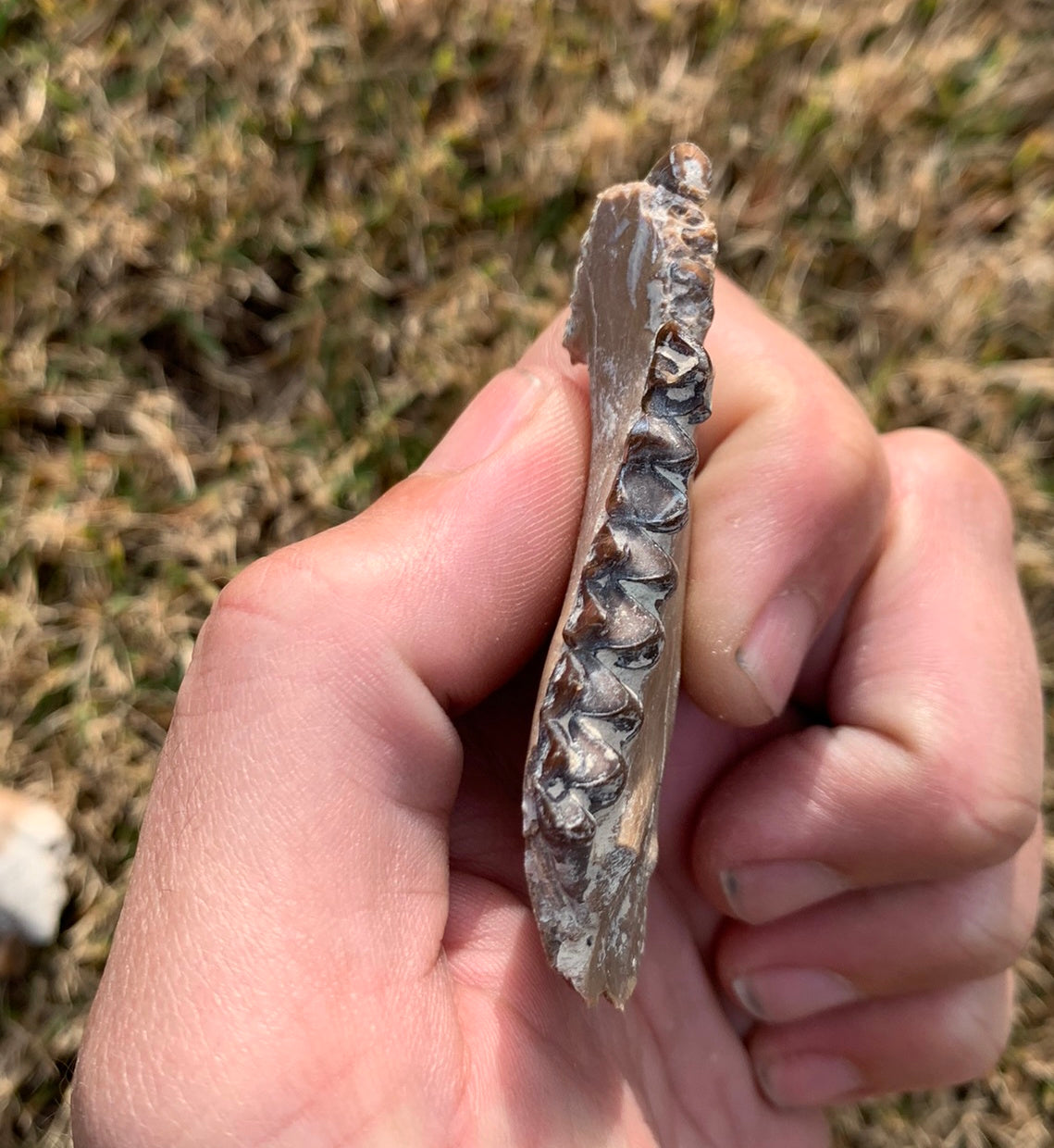 Fossil Oreodont Jaw