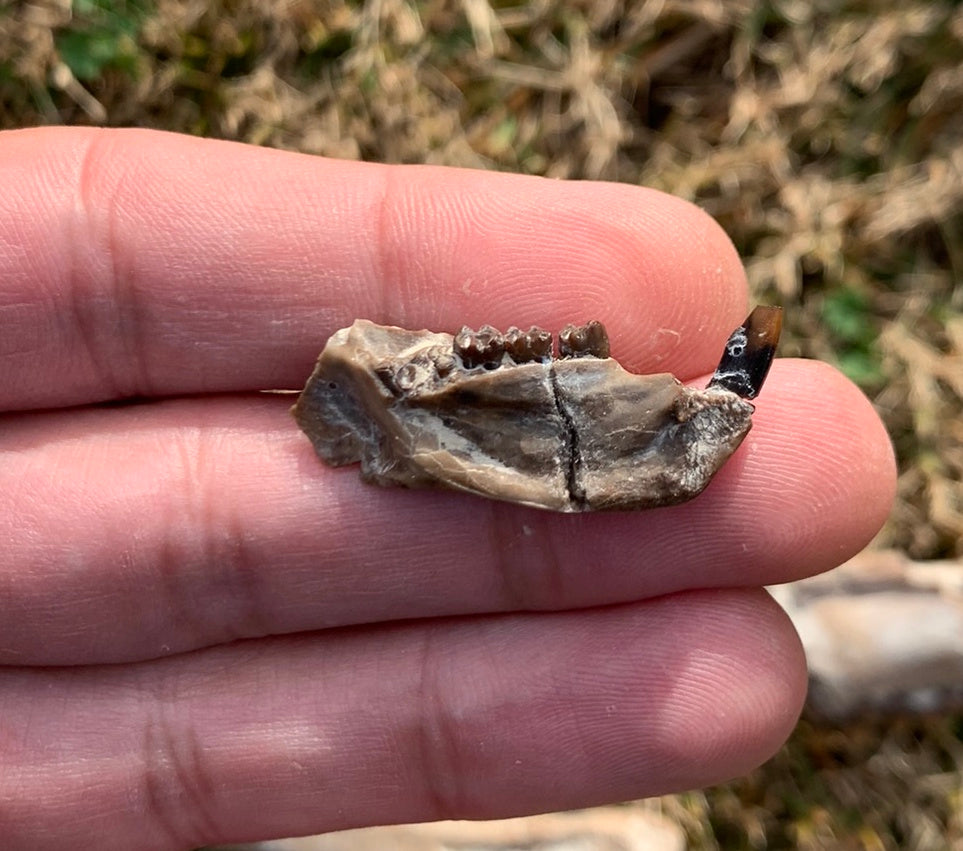 Fossil Squirrel Jaw, Ischyromys