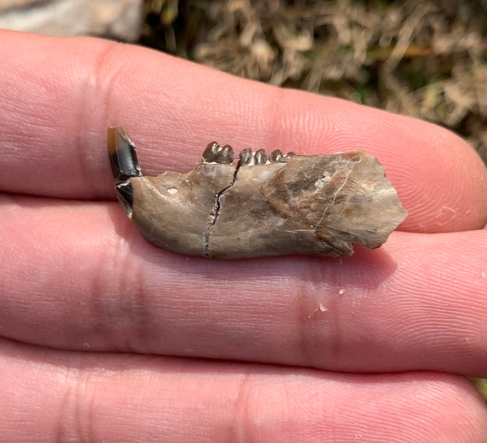 Fossil Squirrel Jaw, Ischyromys
