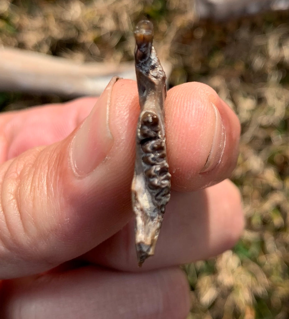 Fossil Squirrel Jaw, Ischyromys
