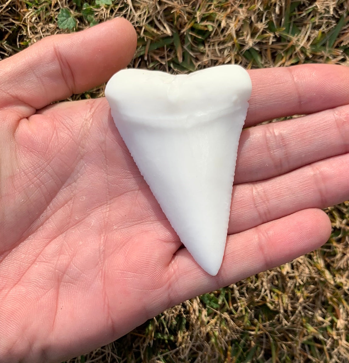 Paint Your Own Great White Shark Tooth Replica - DIY Painting Kit for Kids STEM Homeschool Craft Activity