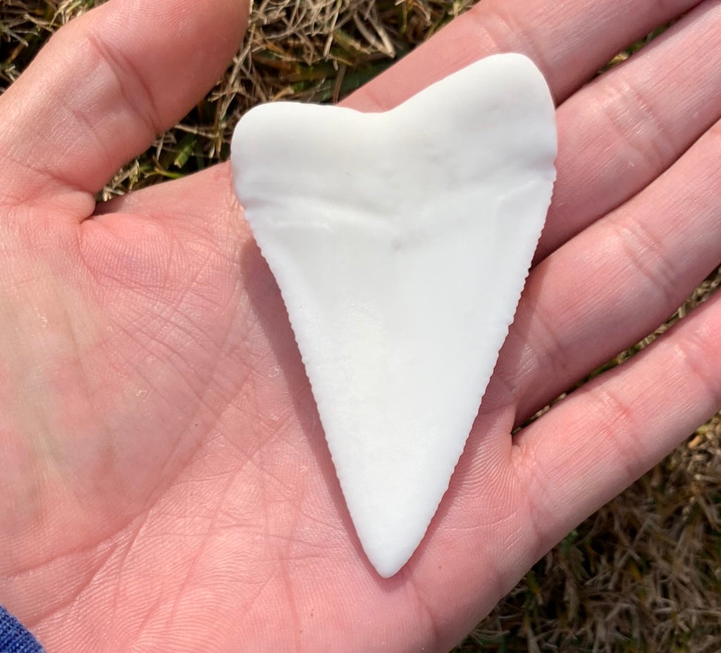 Paint Your Own Great White Shark Tooth Replica - DIY Painting Kit for Kids STEM Homeschool Craft Activity