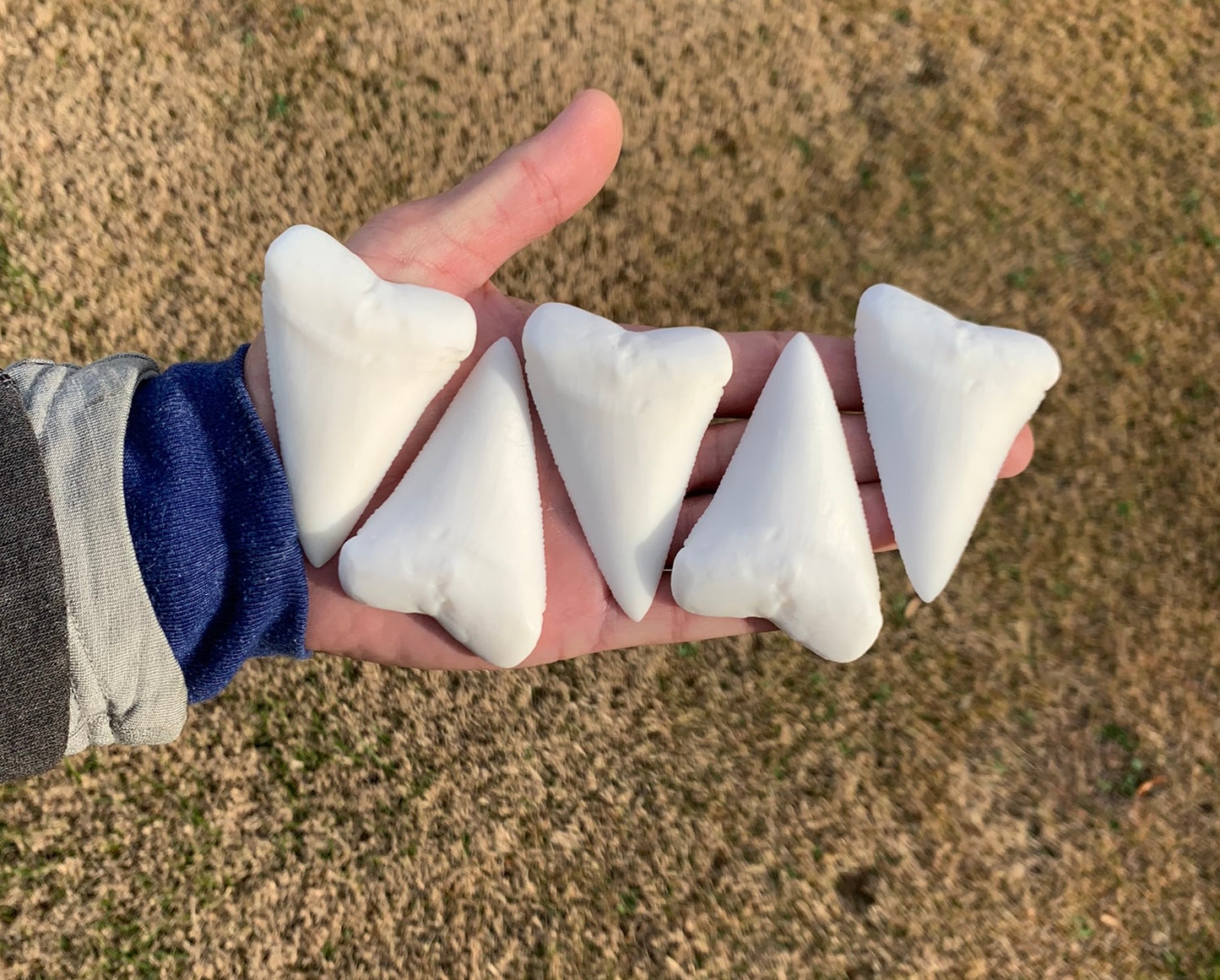 Paint Your Own Great White Shark Tooth Replica - DIY Painting Kit for Kids STEM Homeschool Craft Activity